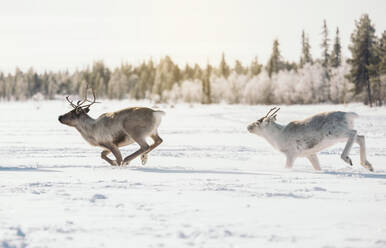 Side view of wild reindeers with big antlers running on snowy field in winter Lapland - ADSF46605