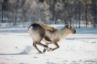 Side view of wild reindeer with big antlers running on snowy field in winter Lapland - ADSF46606