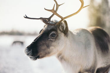 Wild reindeer with big antlers on snowy field in winter Lapland - ADSF46607