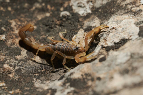 Side view of brown scorpion walking on rocky terrain in daylight - ADSF46616