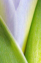 Macro image of an iris bud prior to its unfurling - ADSF46631