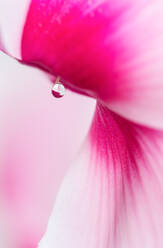 A water drop clings to the pistil of a Cyclamen persicum blossom against blurred background - ADSF46632