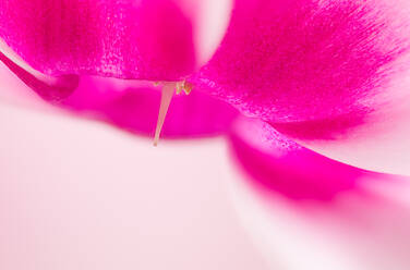 Macro image of a Cyclamen persicum blossom with emphasis on the pistil against blurred background - ADSF46633
