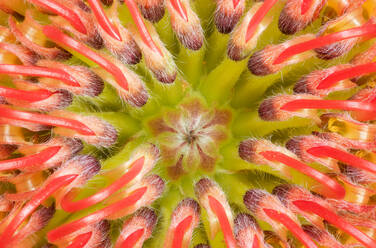 Macro view looking down into the interior of a pincushion protea (Leucospermum) blossom - ADSF46635