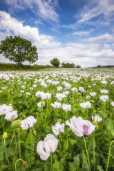 UK, England, White poppies blooming in vast summer meadow - SMAF02614