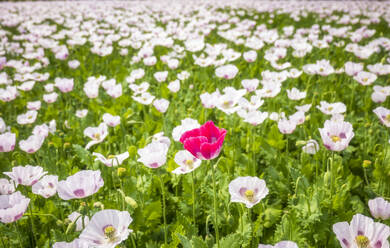 UK, England, Einzelner roter Mohn, umgeben von weißen Mohnblumen - SMAF02615