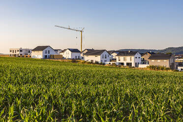 Deutschland, Baden-Württemberg, Sussen, Grünpflanzen mit Neubaugebiet im Hintergrund - WDF07367