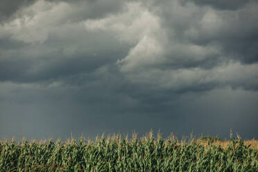 Maiskulturen auf einem Feld unter Gewitterwolken - VSNF01308