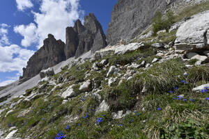 Italien, Wildblumen blühen auf einem Bergkamm in den Dolomiten - FDF00389