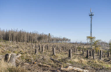 Deutschland, Sachsen-Anhalt, Fällung von Fichten im Nationalpark Harz - PVCF01353