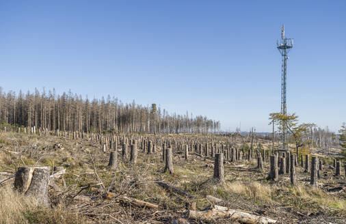 Germany, Saxony-Anhalt, Cut down spruces in Harz National Park - PVCF01353
