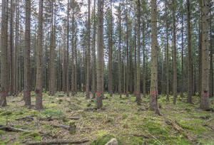 Deutschland, Sachsen-Anhalt, Abgestorbene Fichten im Nationalpark Harz zur Beseitigung markiert - PVCF01355