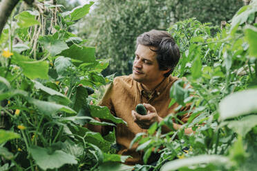 Happy man plucking cucumber from vegetable garden - VSNF01319