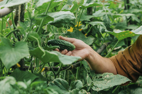 Hand of man plucking cucumber from vegetable garden - VSNF01320