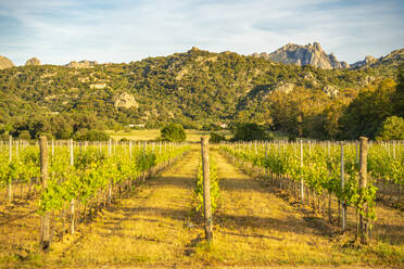 View of vineyard and mountainous background near Arzachena, Sardinia, Italy, Mediterranean, Europe - RHPLF26759