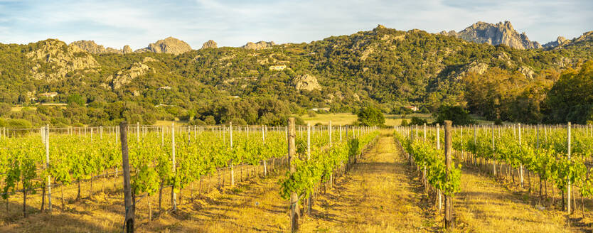 View of vineyard and mountainous background near Arzachena, Sardinia, Italy, Mediterranean, Europe - RHPLF26786