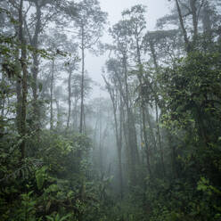 The Cloudforest, Mashpi Lodge, Reserva Mashpi Amagusa, Pichincha, Ecuador, South America - RHPLF26854