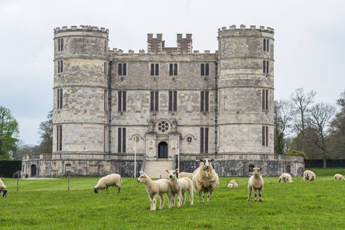 Sheep roaming the green meadows in front of Lulworth Castle, Jurassic Coast, Dorset, England, United Kingdom, Europe - RHPLF26885