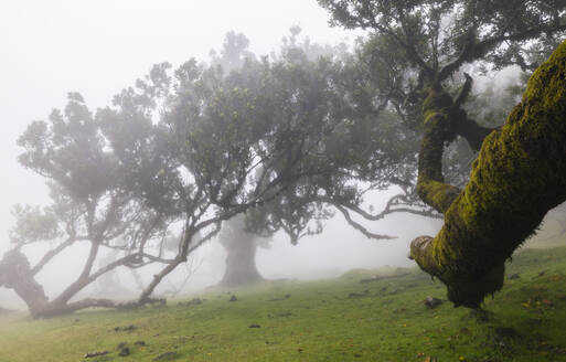 The beautiful view at Fanal Forest on a foggy spring day, Porto Moniz, Madeira, Portugal, Atlantic, Europe - RHPLF26957