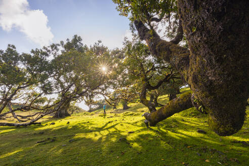 The majestic Fanal Forest on a spring day with a laurisilva trees and a person at sunset, Porto Moniz, Madeira, Portugal, Atlantic, Europe - RHPLF26965