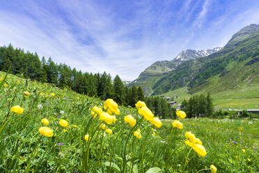 Yellow buttercup flowers in bloom, Madesimo, Valle Spluga, Valtellina, Lombardy, Italy, Europe - RHPLF27030