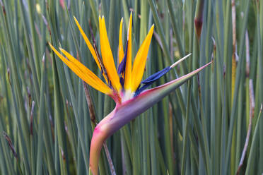 Bird of Paradise flower (Strelitzia reginae), Kirstenbosch, Cape Town, South Africa, Africa - RHPLF27243