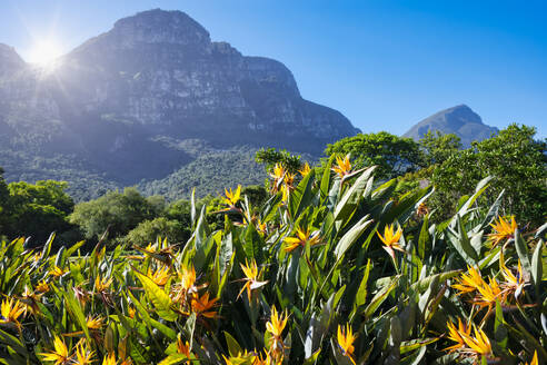 View of Kirstenbosch Botanical Garden, Cape Town, South Africa, Africa - RHPLF27245