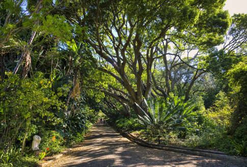 View of Kirstenbosch Botanical Garden, Cape Town, South Africa, Africa - RHPLF27249