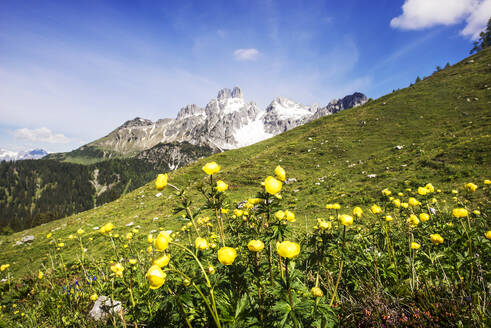 Österreich, Salzburger Land, Gelbe Wildblumen blühen im Dachsteingebirge - HHF05898