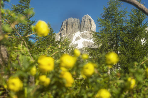 Österreich, Salzburger Land, Grosse Bischofsmutze mit gelben Wildblumen im Vordergrund - HHF05904