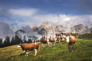 Österreich, Salzburger Land, Rinderweide im Dachsteingebirge - HHF05910