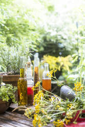 Kräuter und verschiedene abgefüllte Öle auf dem Gartentisch - HHF05911