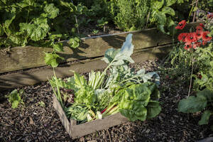 Kiste mit frisch geerntetem Gemüse im Gemüsegarten - EVGF04366