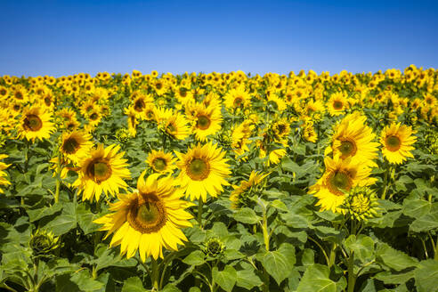 Sunflowers blooming in vast field - SMAF02619