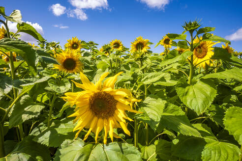 Sunflowers blooming in vast field - SMAF02621