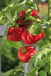 Reife frische Tomaten auf dem Balkon - JTF02367