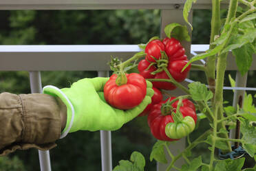 Woman picking fresh tomatoes from plant in garden - JTF02368