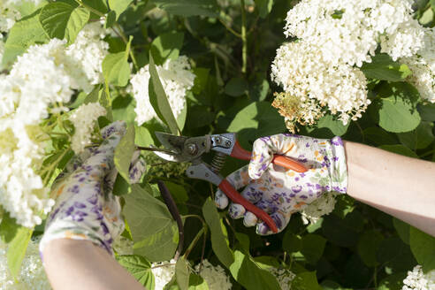 Hände eines Gärtners beim Beschneiden von Blumen im Garten - VBUF00351