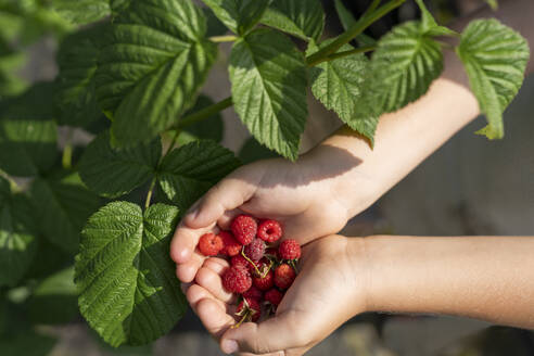 Junge hält Himbeeren in der Hand in der Nähe von Blättern - VBUF00375