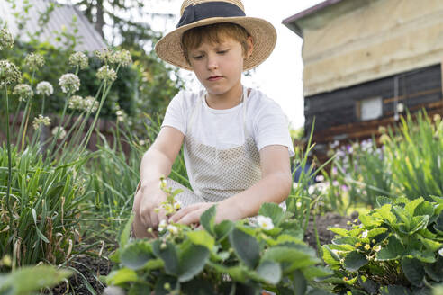 Boy wearing hat picking strawberries in garden - VBUF00376