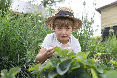 Lächelnder Junge pflückt Erdbeeren im Garten - VBUF00377