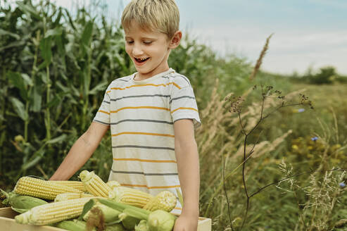 Blonder Junge trägt Maiskörner in einer Kiste in der Nähe eines Feldes - ANAF02036