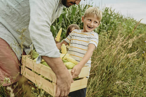 Vater und Sohn tragen Maiskörner in einer Kiste auf ein Feld - ANAF02037