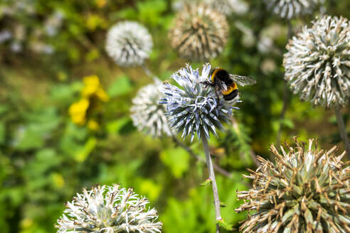 Bumblebee perching on thistle plant - NDF01568