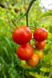 Close-up of red growing tomatoes - NDF01569