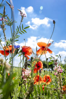 Rote Mohnblumen blühen auf der Wiese - EGBF00887