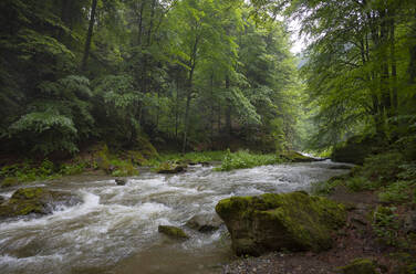 Österreich, Steiermark, Fluss Raba fließt durch grünen Wald - WWF06259