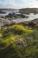Grünes Gras auf der Klippe bei der Insel Tjorn - IHF01630
