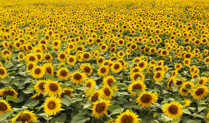 Drohnenansicht eines riesigen Sonnenblumenfeldes - WWF06276