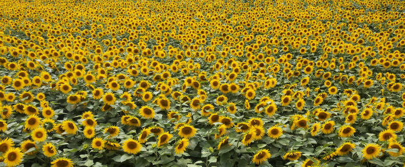 Drohnenpanorama eines riesigen Sonnenblumenfeldes - WWF06277